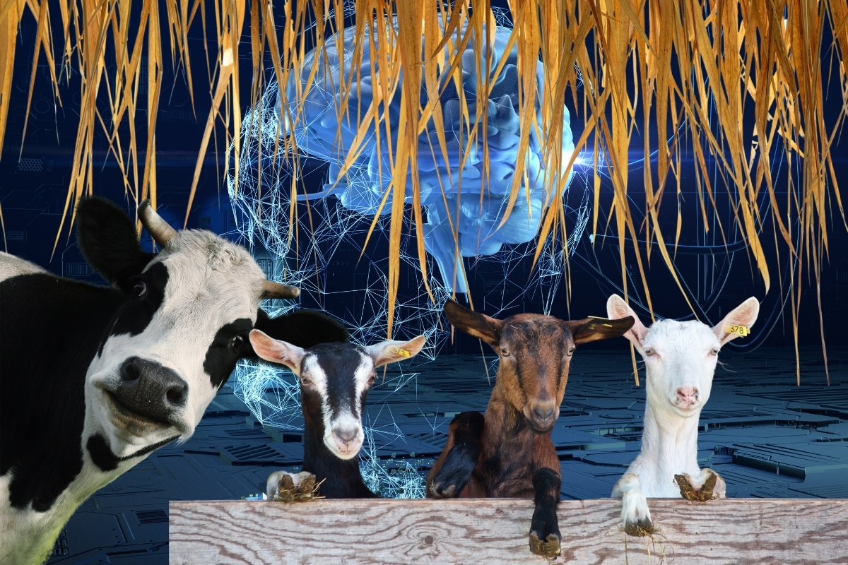 Genç mühendis  Safa Batuhan Aslantaş geliştirdiği yapay zekâ platformu ile hayvancılığa verimlilik getirdi