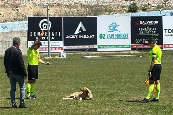 Hakem, amatör maçta sahaya girip yerde yatan köpeğe kırmızı kart gösterdi