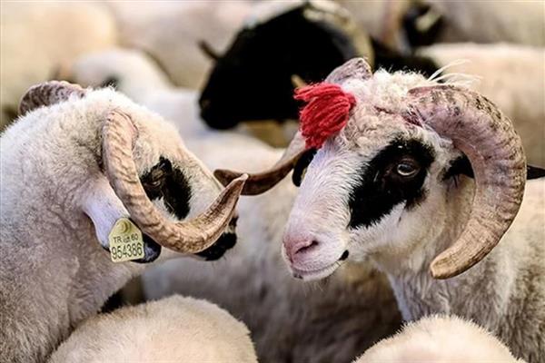 Kurban Hizmetlerinin Uygulanmasına Dair Tebliğ, Resmi Gazete'de yayınlandı; kurallara uymayanlar cezalar yolda
