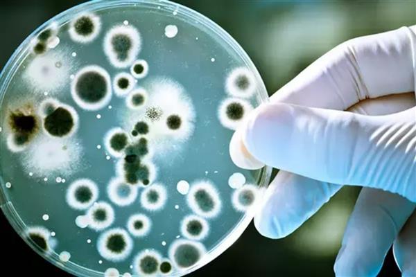 Bilim insanları yapay zekâ ile bakteriyofaj tasarladı: Dirençli escherichia coli türleri laboratuvar ortamında etkisiz hale getirildi