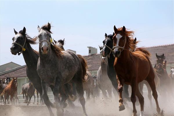 TİGEM, 15 safkan Arap koşu tayını ihale ile satacak