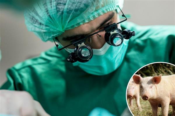 İlk kez bir insana genetiği değiştirilmiş domuz karaciğeri nakledildi