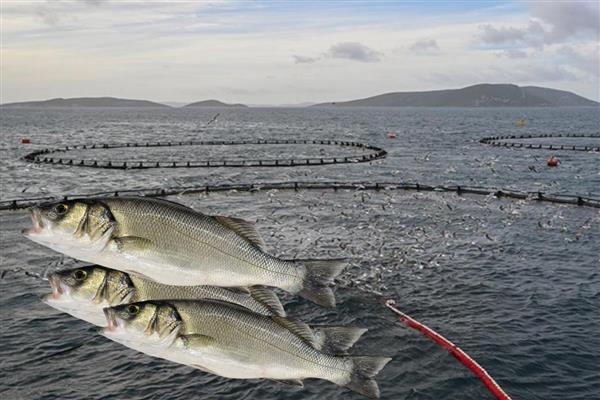 Muğla'dan 9 ayda 545 milyon dolarlık balık ihracatı yapıldı