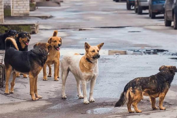 İstanbul Valiliği tarafından yayımlanan genelgeyle İstanbul'da sokak köpeklerini beslemek yasaklandı