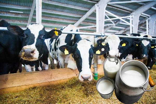 Türkiye'nin çiğ süt üretimi arttı, yıl sonu rakamın 23 milyon 500 bin tonun üzerinde olması bekleniyor