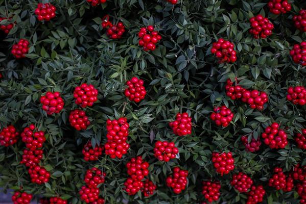 Yeni yıla sayılı günler kala 50 milyon TL'lik kokina bereketi