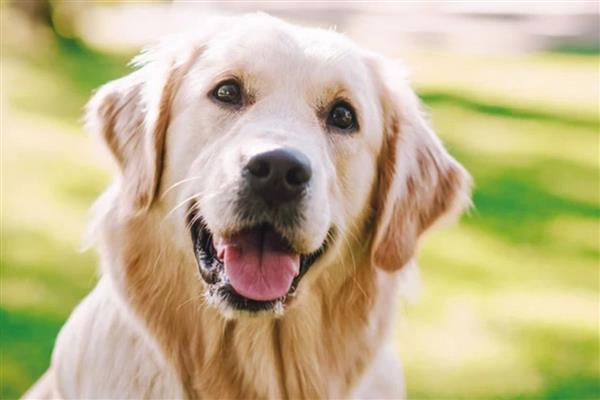 İstanbul'da aile mahkemesinden dikkat çeken karar, boşanma davasında köpek Poni'nin velayeti erkeğe verildi