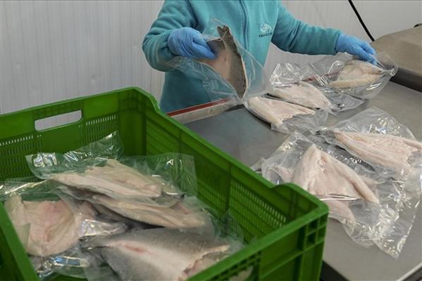 Türkiye'nin su ürünleri ve hayvansal mamulleri ihracatı 4 milyar doları aştı