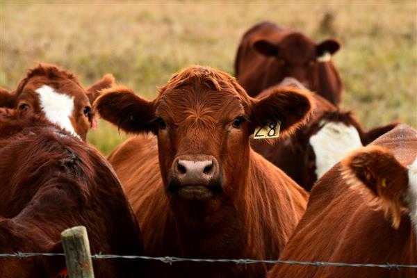 Kırmızı et fiyatlarını düşürmek için 500 bin baş besilik sığır ithal edilecek