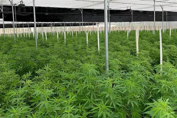 Kenevir üretimi ve denetimine ilişkin esaslar yeniden düzenlendi