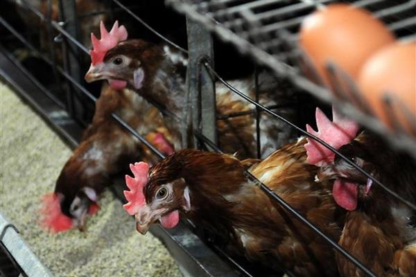 Ticari etlik ve yumurtacı kanatlı işletmelerinin teknik ve sağlık şartları belirlendi