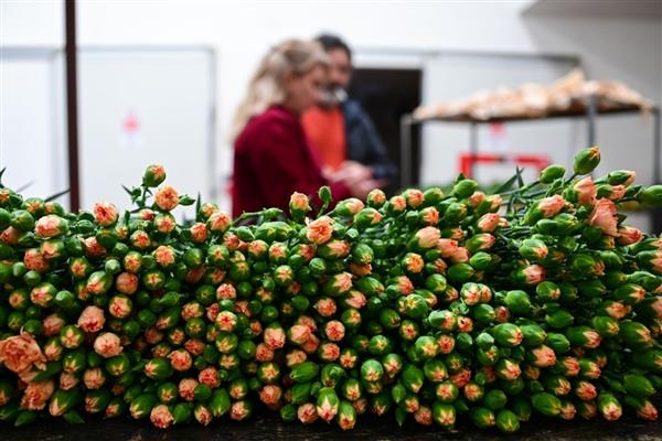 Türk çiçekleri Sevgililer Günü için 30'dan fazla ülkeye gidiyor, ihracat 10 milyon doları aşacak