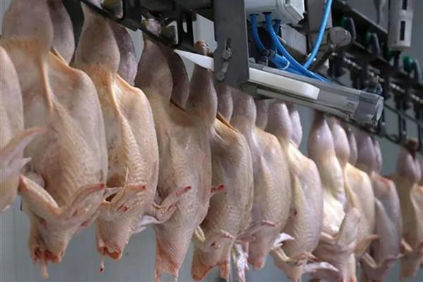 İç piyasadaki arz ve fiyat istikrarını korumak amacıyla tavuk ihracatı durduruldu