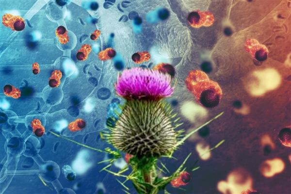 Üzüm posası ve deve dikeninden geliştirilen yenilikçi formül kanser tedavisine destek hedefliyor