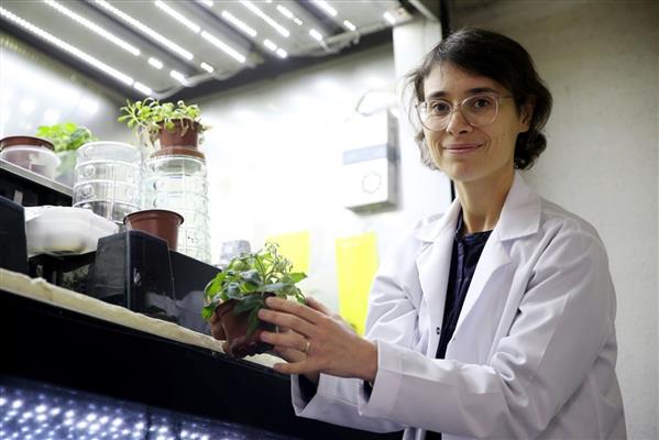 Türk bilim insanları, Ay ve Mars şartlarında domates yetiştirdi