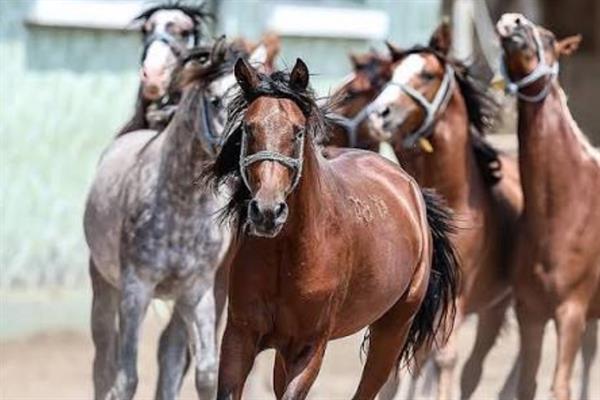 TİGEM 60 safkan Arap koşu tayını açık artırmayla satışa çıkarıyor
